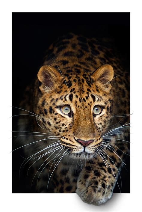 Amur Leopard Connecticuts Beardsley Zoo Dzikie