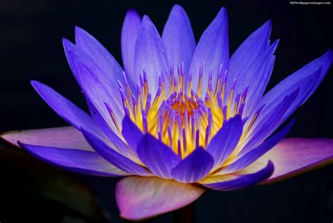 Amazing Flowers Water Lily Blue Flowers Images | Blue flowers images, Amazing flowers, Water flowers