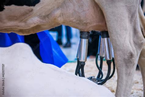 Fotka Automated Milking Suction Machine With Teat Cups During Work With Cow Udder At Cattle