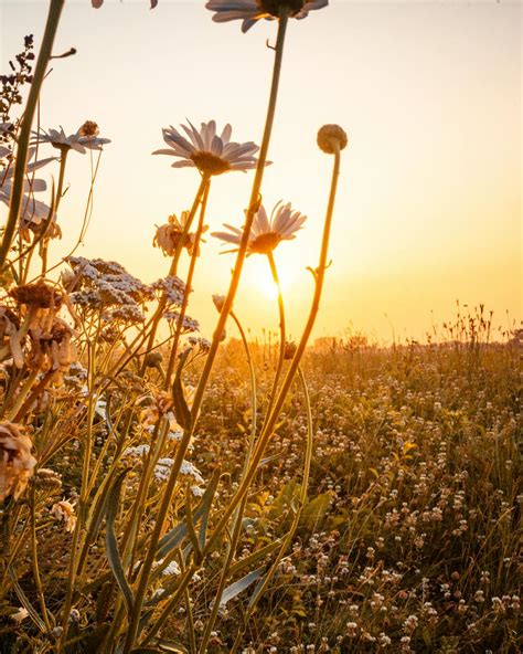 Sunrise On A Flower Field · Free Stock Photo