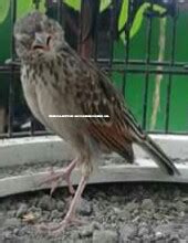 Memutar suara burung branjangan yang merdu untuk melatih burung branjangan berkicau. ZONA TIPS INDONESIA: CARA MEMBEDAKAN JENIS KELAMIN BURUNG ...