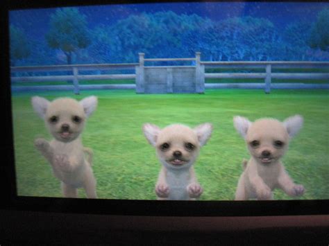 Chihuahua Nintendogs Wiki Fandom Powered By Wikia