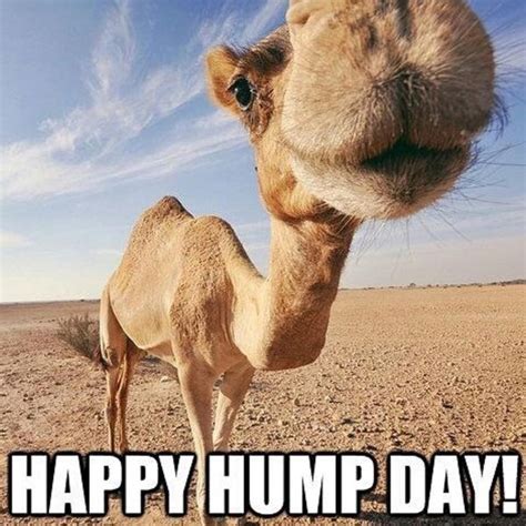 Cool Happy Hump Day Meme Healthy Tips