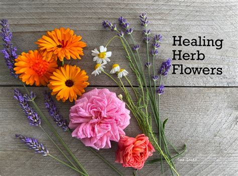 Healing Flowers The Herb Lovers Garden