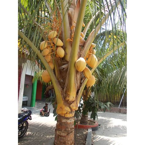 Pohon Kelapa Kuning Pohon Kelapa Pohon Pelindung Tanaman Hias My Xxx