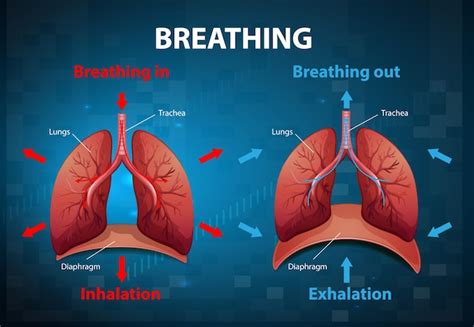 Free Vector The Diaphragm Functions In Breathing