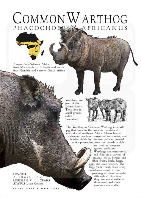 Common Warthog Infographic