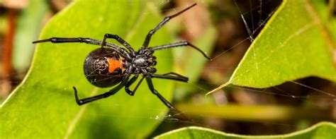 Black Widow Spiders Miche Pest Control