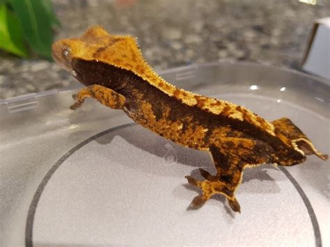 Baby Crested Gecko 45g Shedding And Eating Well In Burton On