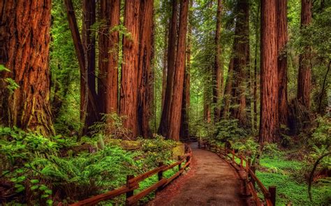 Tapety Park Narodowy Redwood