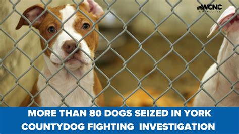 Dogs Seized In York County From Fighting Ring Following Investigation