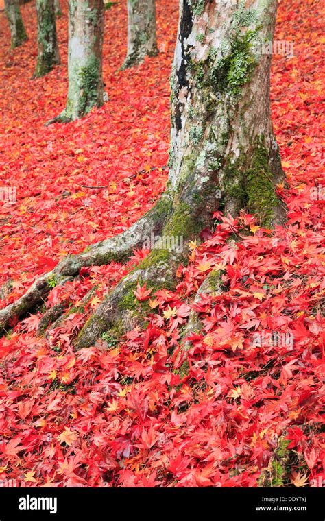 Falling Maple Leaves And Tree Roots Stock Photo Alamy