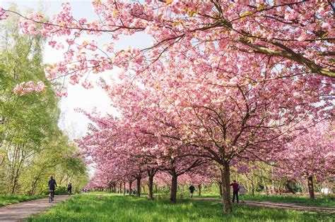 Cherry Blossoms In Germany