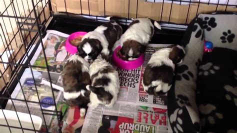 At first, wet the kibble with water. SHIH TZU PUPPY 4 WEEKS OLD STARTING WEANING ON SOLID FOOD ...