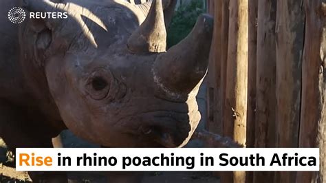 Rhino Poaching Increases In South Africa Youtube
