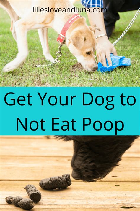 Why Do Dogs Eat Poop And How To Stop Them Lilies Love And Luna