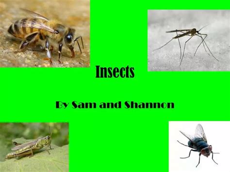 Ppt Insects Powerpoint Presentation Free Download Id2982286