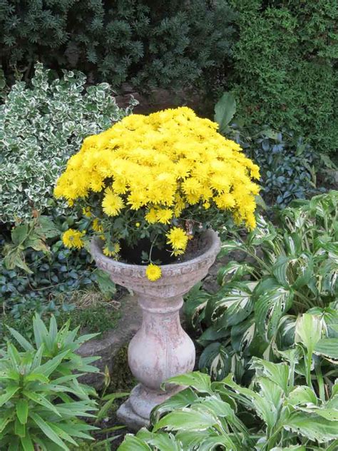 Ya Mums Flowers Bright Yellow Landscaping Idea Tree Pictures Blog