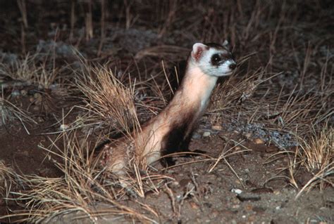 Endangered Black Footed Ferrets Proposed For Reintroduction Throughout