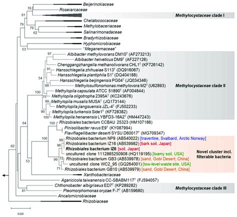 Phylogenetic Tree Based On Near Full Length 16s Rna Gene Sequences Of