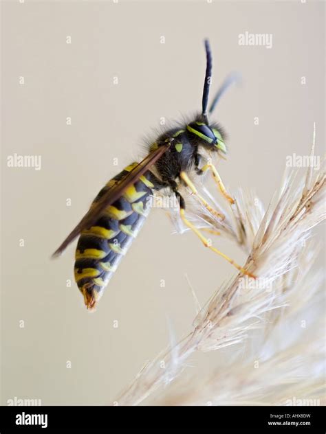 Wasp Stock Photo Alamy