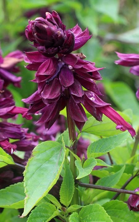 Salvia Splendens Lighthouse Purple Buy Online At Annies Annuals