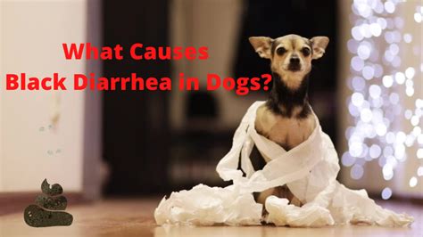 Can Pain Cause Diarrhea In Dogs
