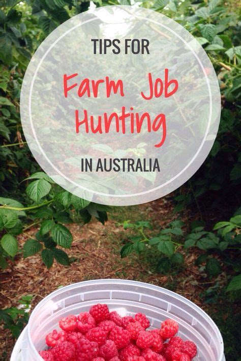 How To Find Farm Work In Australia 2nd Year Visa Jobs Helena