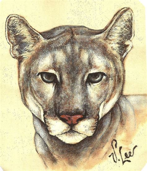 Cougar Painting By Vlee Watson Fine Art America