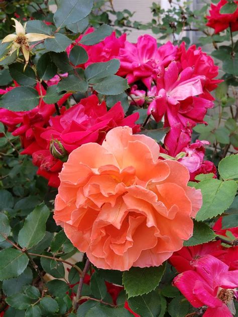 Cooler temperatures and long nights. Red-Flowered Rose Has Peach-Colored Bloom | Walter Reeves ...