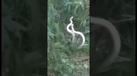 Snake Fighting Part 2 Cobra Vs Cobra 🐍 Youtube