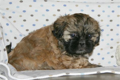 Find shih tzu puppies and breeders in your area and helpful shih tzu information. Growing Puppies - Virginia Schnoodle Breeder ...