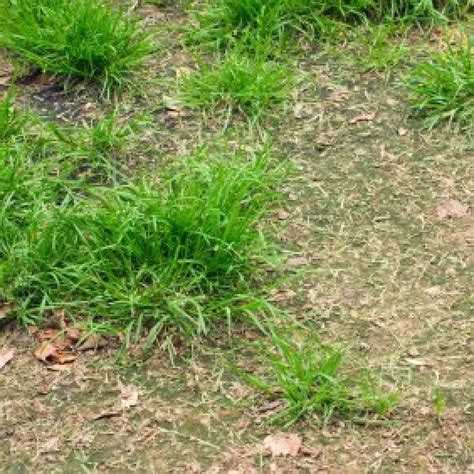 Either choice does not take you in different directions for lawn care. Homemade Lawn Fertilizer Recipes | ThriftyFun