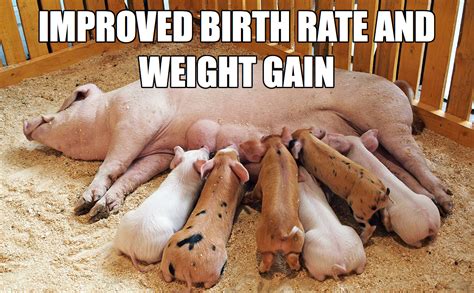 Pig Meme 102 Best Pig Memes Images On Pinterest Insurance