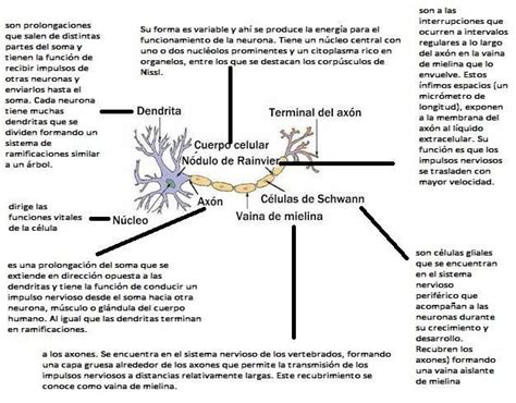 Dibujo De La Neurona Humana Indique Sus Partes Y Funciones