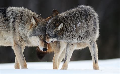 Wisconsin Hunters Kill 20 Of The States Gray Wolf Population In Less