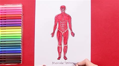 How To Draw Human Muscular System Youtube