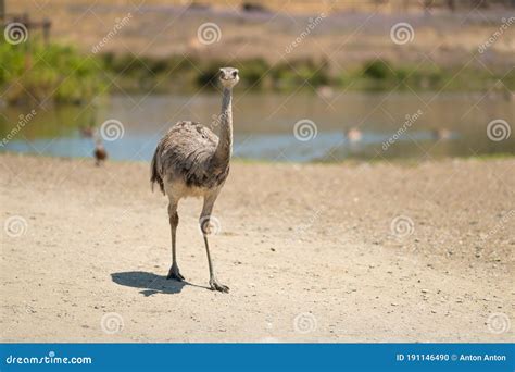 Ostrich In The Steppe At The Zoo Or In The Wild Walks The Trail Stock