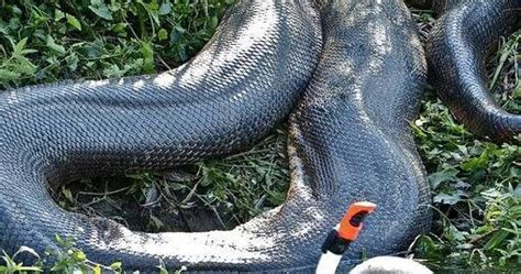 Cuanto Mide Una Anaconda Gigante