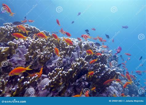Coral Reef With Exotic Fishes Anthias At The Bottom Of Tropical Sea