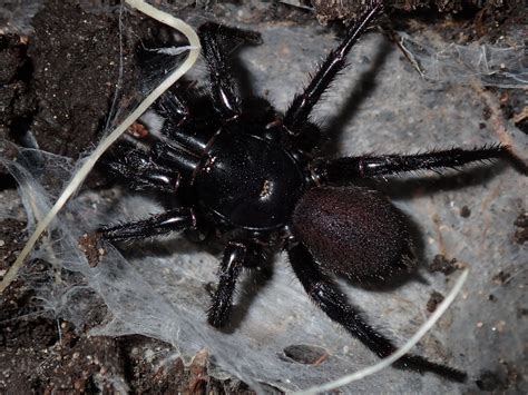 Australian Funnel Web Spider