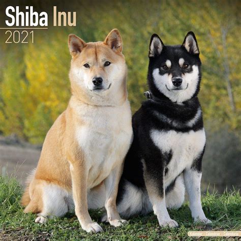 Shiba Inu Dog Breed History And Some Interesting Facts