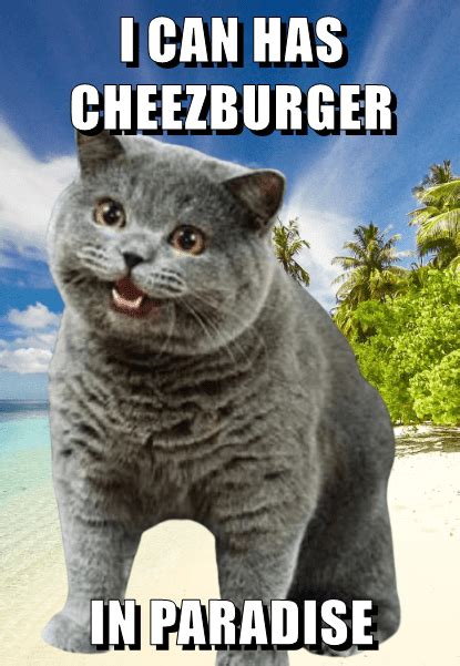 I Can Has Cheezburger In Paradise Silly Cats Cats And Kittens Funny
