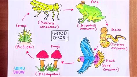 How To Draw Food Chain Step By Step Drawing Tutorial Youtube In Drawing Tutorial