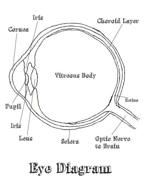 Free And Printable Eye Diagram 101 Diagrams