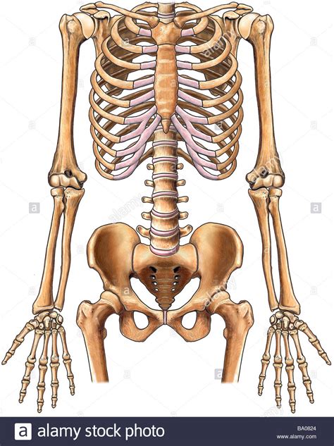 The musculoskeletal system has at least 640 skeletal muscles, 206 bones, and 200 joints with most of the intricacies in the upper body. This stock medical image features the normal anterior ...