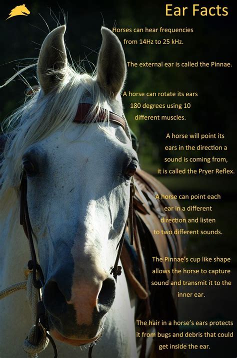 25 Bästa Horse Facts Idéerna På Pinterest Hästraser Hästskötsel Och