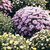 Pictures of Evergreen Flowering Shrubs