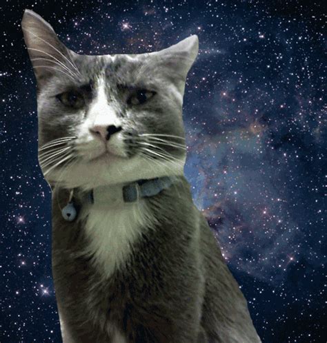 Sad Space Cat GIF Find Share On GIPHY