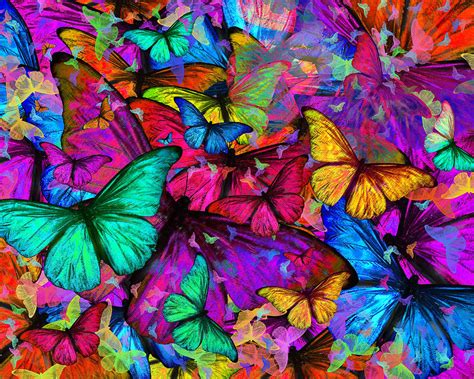 Rainbow Butterfly Explosion Photograph By Alixandra Mullins